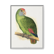 Dufresne's Amazon (Amazona dufresniana) colored wood-engraved plate by Alexander Francis Lydon - NOMADEN ART GALLERY
