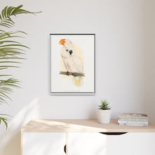 Great Salmon-Crested Cockatoo (CACATUA MOLUCCENSIS) colored wood-engraved plate by Alexander Francis Lydon.