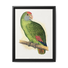 Dufresne's Amazon (Amazona dufresniana) colored wood-engraved plate by Alexander Francis Lydon - NOMADEN ART GALLERY