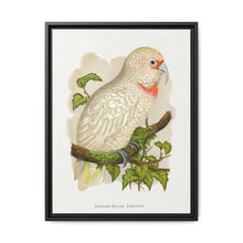 Slender-Billed Cockatoo (Cacatua tenuirostris) colored wood-engraved plate by Alexander Francis Lydon. - NOMADEN ART GALLERY