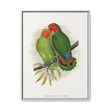 West African Love-Bird (Agapornis) colored wood-engraved plate by Alexander Francis Lydon. - NOMADEN ART GALLERY