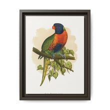 Blue Mountain Lory (Trichoglossus moluccanus) colored wood-engraved plate by Alexander Francis Lydon. - NOMADEN ART GALLERY