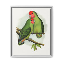 Rosy-Faced Love-Bird (Agapornis roseicollis) colored wood-engraved plate by Alexander Francis Lydon. - NOMADEN ART GALLERY