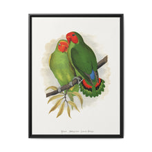 West African Love-Bird (Agapornis) colored wood-engraved plate by Alexander Francis Lydon. - NOMADEN ART GALLERY