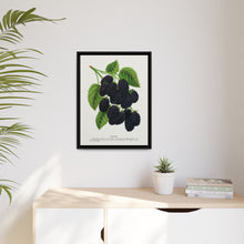 Snyder Blackberry lithograph from Botanical Specimen published by Rochester Lithographing