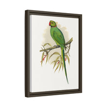 Ring-Necked or Bengal Parakeet (Psittacula columboides) colored wood-engraved plate by Alexander Francis Lydon