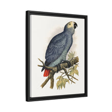 Grey Parrot (Psittacus erithacus) colored wood-engraved plate by Alexander Francis Lydon.