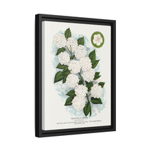 Japanese snowball flower lithograph. Digitally enhanced from our own original 1900 edition plates of Botanical Specimen published by Rochester Lithographing