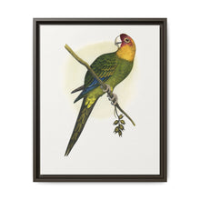 Carolina Parrot (Conuropsis carolinensis) colored wood-engraved plate by Alexander Francis Lydon. - NOMADEN ART GALLERY