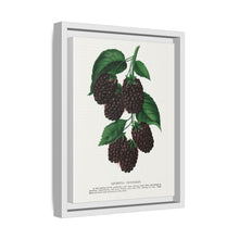 Lucretia Dewberry lithograph. Digitally enhanced from our own original 1900 edition plates of Botanical Specimen published by Rochester Lithographing
