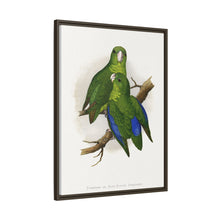 Passerine or Blue-winged Parrakeet (Psittacula columboides) colored wood-engraved plate by Alexander Francis Lydon