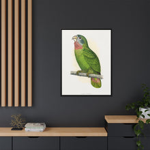 Jamaica Parrot (Amazona collaria) colored wood-engraved plate by Alexander Francis Lydon