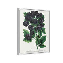 Wachusett Blackberry Lithograph | Vintage Botanical Wall Art