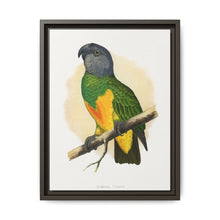 Senegal Parrot (Poicephalus senegalus) colored wood-engraved plate by Alexander Francis Lydon. - NOMADEN ART GALLERY