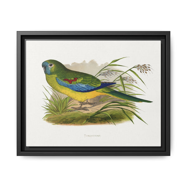 Turquoisine (Neophema pulchella) colored wood-engraved plate by Alexander Francis Lydon