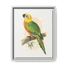 Jendaya Conure (Aratinga jandaya) colored wood-engraved plate by Alexander Francis Lydon. - NOMADEN ART GALLERY
