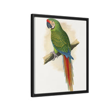 Soldatenara (Ara militaris) farbige Holzstichplatte von Alexander Francis Lydon
