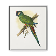 llliger's Macaw (Primolius maracana) colored wood-engraved plate by Alexander Francis Lydon - NOMADEN ART GALLERY