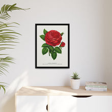 Red rose, General Jacquemont flower lithograph. Digitally enhanced from our own original 1900 edition plates of Botanical Specimen published by Rochester Lithographing