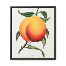 Foster peach lithograph. Digitally enhanced from our own original 1900 edition plates of Botanical Specimen published by Rochester Lithographing - NOMADEN ART GALLERY