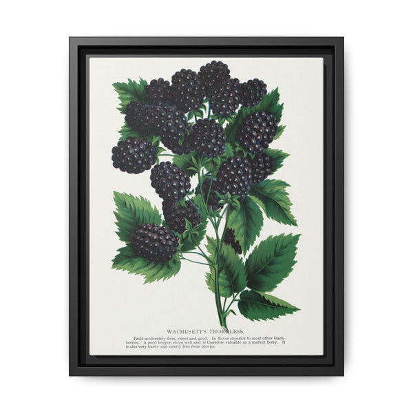 Wachusetts Thornless blackberry lithograph. Digitally enhanced from our own original 1900 edition plates of Botanical Specimen published by Rochester Lithographing - NOMADEN ART GALLERY