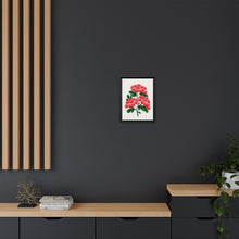 Paul's New Double Flowering Thorn lithograph. Digitally enhanced from our own original 1900 edition plates of Botanical Specimen published by Rochester Lithographing