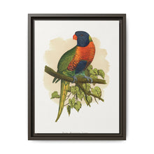 Blue Mountain Lory (Trichoglossus moluccanus) colored wood-engraved plate by Alexander Francis Lydon. - NOMADEN ART GALLERY