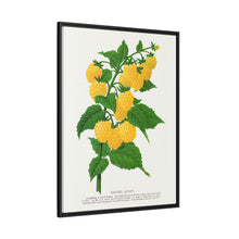 Golden queen raspberry lithograph. Digitally enhanced from our own original 1900 edition plates of Botanical Specimen published by Rochester Lithographing