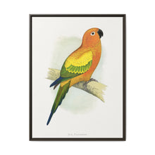 Sun Parrakeet (Aratinga solstitialis) colored wood-engraved plate by Alexander Francis Lydon - NOMADEN ART GALLERY
