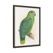 Mealy Amazon (Amazona farinosa) colored wood-engraved plate by Alexander Francis Lydon