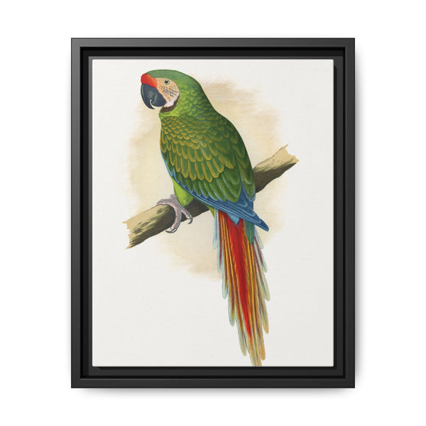 Military Macaw (Ara militaris) colored wood-engraved plate by Alexander Francis Lydon - NOMADEN ART GALLERY