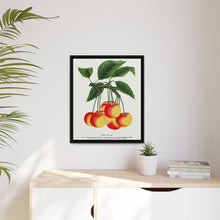 Gov Wood cherry lithograph. Digitally enhanced from our own original 1900 edition plates of Botanical Specimen published by Rochester Lithographing