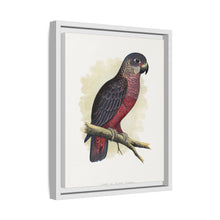 Dusky or Violet Parrot (Pionus fuscus) colored wood-engraved plate by Alexander Francis Lydon.