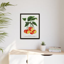 Gov Wood cherry lithograph. Digitally enhanced from our own original 1900 edition plates of Botanical Specimen published by Rochester Lithographing