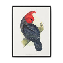Gang-Gang Cockatoo (Callocephalon fimbriatum) colored wood-engraved plate by Alexander Francis Lydon - NOMADEN ART GALLERY