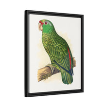 Placa xilográfica coloreada de periquito multicolor (Psephotellus varius) de Alexander Francis Lydon