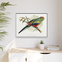 Many-Coloured Parrakeet (Psephotellus varius) colored wood-engraved plate by Alexander Francis Lydon