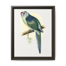 Barnard's Parrakeet (Barnardius barnardi) colored wood-engraved plate by Alexander Francis Lydon - NOMADEN ART GALLERY
