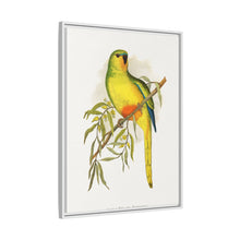 Orange-Bellied Parrakeet (Neophema chrysogaster) colored wood-engraved plate by Alexander Francis Lydon.