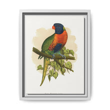 Blue Mountain Lory (Trichoglossus moluccanus) colored wood-engraved plate by Alexander Francis Lydon. - NOMADEN ART GALLERY