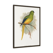 Elegant Parrakeet (Neophema elegans) colored wood-engraved plate by Alexander Francis Lydon