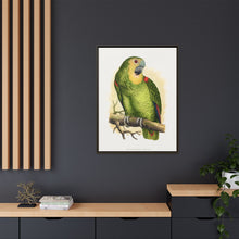 Blue-Fronted Amazon (Amazona aestiva) colored wood-engraved plate by Alexander Francis Lydon