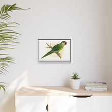 Golden-Crowned Conure (Aratinga auricapillus) colored wood-engraved plate by Alexander Francis Lydon