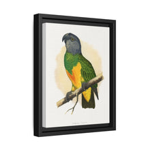 Senegal Parrot (Poicephalus senegalus) colored wood-engraved plate by Alexander Francis Lydon. - NOMADEN ART GALLERY