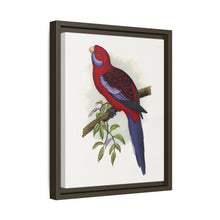 Pennant-Sittich (Platycercus elegans) farbige Holzstichplatte von Alexander Francis Lydon