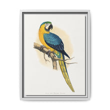 Blue and Yellow Macaw (Ara ararauna) colored wood-engraved plate by Alexander Francis Lydon - NOMADEN ART GALLERY