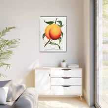Foster peach lithograph. Digitally enhanced from our own original 1900 edition plates of Botanical Specimen published by Rochester Lithographing