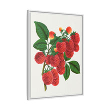 Shaffer's Colossal Raspberry Lithograph (1900)