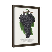 Early Ohio grape lithograph. Digitally enhanced from our own original 1900 edition plates of Botanical Specimen published by Rochester Lithographing