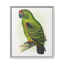 Jardine's Parrot (Poicephalus gulielmi gulielmi) colored wood-engraved plate by Alexander Francis Lydon. - NOMADEN ART GALLERY